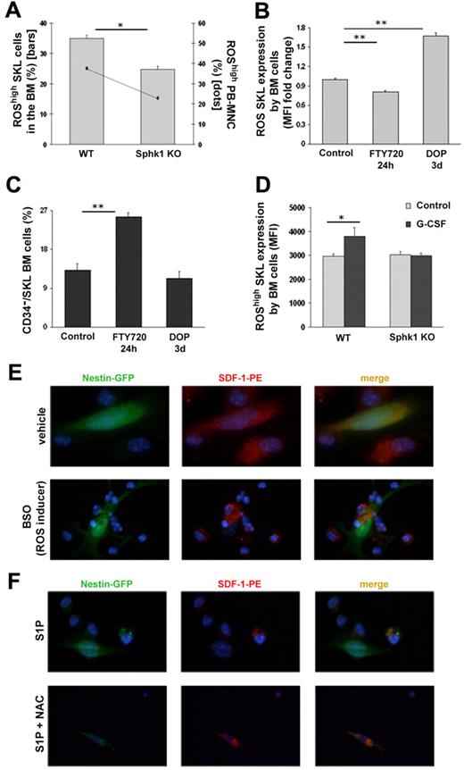 Figure 6. S1P regulates progenitor cell mobilization and SDF-1 secretion by Nestin+ stromal stem and progenitor cells via ROS signaling. (A) The percentages of ROShigh/SKL cells in the BM (bars) and ROShigh/MNC in the PB (dots) of WT and Sphk1 KO mice are shown. (B-C) Mice were injected with PBS or administered with glucose in the drinking water (control), injected with FTY720 (single intraperitoneal injection 24 hours before sacrifice) or administered with DOP (together with glucose for 3 days in the drinking water). Fold change of mean fluorescence intensity of ROS/SKL (B) or the percentage of CD34−/SKL (C) cells in the BM are shown. (D) Mean fluorescence intensity of ROShigh in SKL cells of WT and Sphk1 KO mice that were injected with PBS (control) or G-CSF (5 consecutive subcutaneous injections and evaluation 3-5 hours after the last injection) is shown. (E) Immunofluorescence staining of total BM cells from Nestin-GFP mice for SDF-1 expression on stimulation with 1mM BSO (ROS inducer)/vehicle for 2 hours. (F) Immunofluorescence staining of total BM cells from Nestin-GFP mice for SDF-1 expression on stimulation with 1μM S1P alone or together with 2mM NAC for 1 hour. Indicated values are presented as mean ± SE in 3 independent experiments, a total of 4-6 mice in each group (*P < .05, **P < .01).