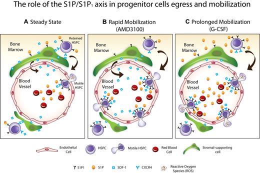 Figure 7. Scheme of the proposed model. (A) Steady-state, the gradient of S1P between the PB and the BM facilitates progenitor egress via S1P1 mediated SDF-1 release. (B) Rapid mobilization (AMD3100), progenitor cells express elevated levels of S1P1 in the BM, which increases their mobilization via the S1P gradient toward the blood. In addition, S1P increases SDF-1 release from the BM to the PB, thus enhancing progenitor cell trafficking. (C) Prolonged mobilization (G-CSF), S1P levels are increased in the BM and PB along with augmentation of the S1P1 expressing progenitor cells. Moreover, ROS signaling is increased by S1P and HGF24 on primitive SKL cells, enhancing progenitor cell motility, and on BM stromal cells, inducing SDF-1 secretion and release. All these events facilitate progenitor cell mobilization.