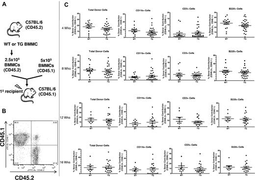 Figure 3. Activation of PTH signaling in osteocytes does not change BM HSC function. (A) Schematic representation of the competitive reconstitution experiments. Donor BMMCs were collected by crushing the hind limbs (1 femur and 1 tibia per each donor mouse) from CD45.2 WT or TG mice, mixed with CD45.1 competitor cells at a ratio of 1:2, and transplanted into 4-5 irradiated CD45.1 recipient mice to quantify engraftment potential from individual donors. (B) Representative flow cytometric dot plot of total cells from peripheral blood of donor illustrates how engraftment was quantified. Donor cells are in the right lower quadrant (CD45.2+/CD45.1−). Individual recipients are represented as dots (to see this information segregated by donor, see supplemental Figure 2). (C) Results of the competitive repopulation assay. The percentage of CD45.2+/CD45.1−–expressing total cells, myeloid cells (CD11b+), T cells (CD3ϵ+), and B cells (B220+) in the blood of recipient mice was analyzed at 4, 8, 12, and 16 weeks after transplantation as indicated. Each dot represents an individual recipient mouse. Bars indicate the mean and SEM.