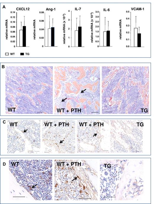 Figure 8. Lack of osteocytic pro-HSC signals and absence of spindle-shaped cells in mice with activation of the PTH1R in osteocytes. (A) Quantitative RT-PCR analysis comparing gene expression in bones from TG and WT mice pro-HSC signals: CXCL12, Ang-1, IL-7, IL-6, and VCAM-1. (B) H&E staining of longitudinal sections of representative femora and tibiae of 4- to 6-week-old WT, PTH-treated WT, and TG mice, as indicated. Black arrows point to the immature spindle-shaped osteoblastic cells. Magnification is 20×. Bars indicate 0.1 mm. (C) Immunohistochemistry using Nestin Abs of femur from 4- to 6-week-old WT, PTH-treated WT, and TG mice, as indicated. Arrows point to Nestin+ spindle-shaped immature osteoblasts, blue hematoxylin. Magnification is 40×. Bars indicate 0.05 mm. (D) Immunohistochemistry using Nestin Abs of tibia from 6-week-old WT, PTH-treated WT, and TG mice, as indicated. Arrows point to Nestin+ spindle-shaped immature osteoblasts, blue hematoxylin. Magnification is 60×. Bars indicate 0.05 mm.