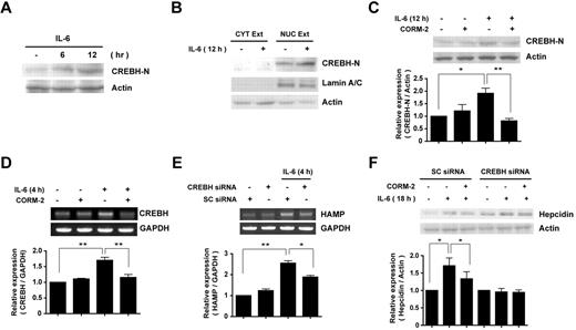 Figure 3. CO inhibits IL-6–induced hepcidin expression via suppression of CREBH activation. (A) HepG2 cells were incubated with IL-6 for increasing time intervals. (B) To detect the cleavage and translocation of CREBH, cell lysates were divided into cytoplasmic and nuclear fractions, and each fraction was probed with CREBH-N Ab. Lamin A/C served as a marker for nuclear fractions. (C) Cells were preincubated for 3 hours with CORM-2 (20μM) and then treated with IL-6 for 12 hours. CREBH-N was analyzed by Western blotting. (D) CREBH mRNA levels were analyzed by RT-PCR. (E-F) HepG2 cells were transiently transfected with scramble siRNA or CREBH siRNA, preincubated for 3 hours with or without 20μM of CORM-2, and then treated with IL-6 for 18 hours to induce hepcidin expression (F). To analyze HAMP mRNA level, cells were incubated with IL-6 for 4 hours (E). β-actin served as the standard for Western blots. GAPDH served as the standard for mRNA. Values are means ± SEM from 3 independent experiments. *P < .05; **P < .01;