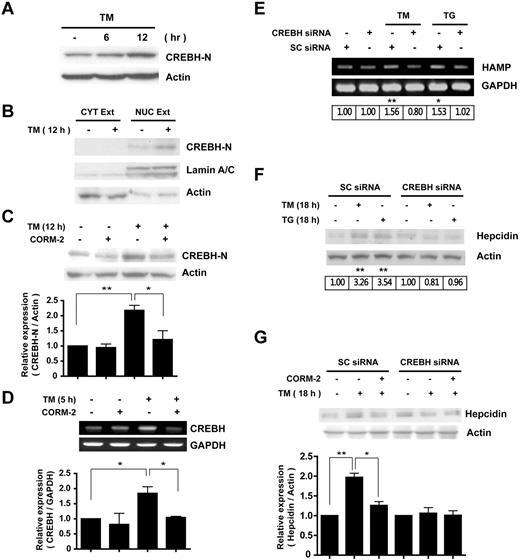 Figure 4. CO inhibits ER-stress–induced hepcidin expression via suppression of CREBH activation. (A) HepG2 cells were treated with TM (10 mg/mL) for the indicated times. (B) To detect cleavage and translocation of CREBH, cell lysates were divided into cytoplasmic and nuclear fractions after 12 hours of TM treatment, and each fraction was probed with CREBH-N Ab. Lamin A/C served as a marker for nuclear fractions. (C) Cells were incubated in the absence or presence of CORM-2 (20μM) and treated with TM for 12 hours to detect CREBH cleavage. (D) CREBH mRNA levels were analyzed by RT-PCR. (E-G) HepG2 cells were transiently transfected with scramble (SC) siRNA or CREBH siRNA and treated with TM and thapsigargin (TG) for 5 hours (E) or 18 hours (F), and hepcidin expression was analyzed for mRNA (using RT-PCR) and protein levels. (G) Transfected cells were treated with CORM-2 or DMSO, and incubated for 18 hours to induce hepcidin expression. β-actin served as the standard for Western blots. GAPDH served as the standard for mRNA. Values are means ± SEM from 3 independent experiments. *P < .05; **P < .01.