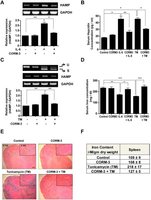Figure 5. CO inhibits ER-stress–induced hepcidin expression and controls iron homeostasis in ER-stressed mice. C57BL/6 and C3H mice were preinjected with CORM-3 (10 mg/kg/d) and then injected 3 hours later with either recombinant mIL-6 (25 μg/kg) or TM (1.5 mg/kg). Mice were killed at the 48-hour time point. (A) Hepatic hepcidin gene expression was analyzed by RT-PCR in IL-6–injected C57BL/6 mice. (B) Hepcidin protein levels were detected from the serum of IL-6– or TM-injected C57BL/6 mice by mouse hepcidin ELISA. (C) Hepatic hepcidin gene expression was analyzed by RT-PCR in TM-injected C57BL/6 mice. (D) Serum iron levels of C57BL/6 mice were determined using an iron assay kit. (E) Iron accumulation in splenic macrophages of C3H mice were assessed by staining with Perl Prussian blue. (F) Nonheme iron content was assessed in the spleen tissue of C3H mice. Ten mice were used in each group. Values are means ± SEM from 3 independent experiments. *P < .05; **P < .01; ***P < .001. U indicates unspliced; and S, spliced.