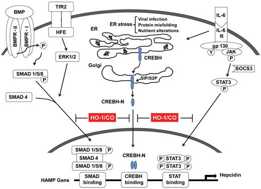 Figure 6. Schematic diagram of proposed pathways. Down-regulation of cytokine-induced (ie, IL-6) hepcidin expression by CO involves 2 distinct and separable mechanisms: the inhibition of STAT-1/3 activation through a SOCS-3–dependent mechanism and the inhibition of CREBH maturation. CO can exert a suppressive effect on ER-stress–induced hepcidin expression in vitro and in the mouse model. CO also regulates hepcidin expression in part via ERK1/2 regulation induced by BMP signaling.
