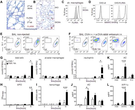 Figure 7. FcγRIIA can induce acute airway inflammation. (A-B) Sections of (A) human lung or (B) lung from 3KO or 3KOIIA mice, stained with Hematoxilin (blue) and anti-FcγRIIA rabbit antiserum (red). (C) Representative expression of FcγRIIA on mouse alveolar macrophages (CD11c+/Gr1−) from 3KOIIA (open histogram) and 3KO (filled histogram) mice. (D) F(ab′)2 DAR-FITC staining of WT or FcγRIIA-expressing CHO transfectants incubated with preformed ICs made of OVA and rabbit anti-OVA antiserum (open histograms) or not (filled histograms). (E-F) Representative density plots of CD45+ BAL cells from indicated mice (E) left untreated or (F) injected with antigen intravenously and antiserum intranasally. Cell types were discriminated as alveolar macrophages (CD11c+/Gr1int, oval gate) and neutrophils (CD11c−/Gr1hi, rectangular gate). (G-J) Time course of (G) cell counts, (H) MPO level, (I) hemorrhage score, and (J) KC levels in BAL from indicated mice after injection with antigen intravenously and antiserum intranasally (n ≥ 3). (K) KC secretion or (L) MIP-1α secretion by purified alveolar macrophages from indicated mice incubated ex vivo on plate-bound rabbit IgG-ICs (OVA–anti-OVA) or IV.3 mAb. (G-L) Data are represented as mean ± SEM. (A-L) Data are representative from at least 2 independent experiments, and (J) data are a compilation of 2 experiments (*P < .05; **P < .01; ***P < .001).