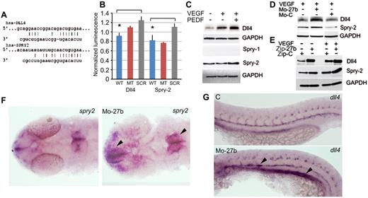 Figure 2. miR-27b targets Dll4 and Spry2. (A) Putative miR-27b binding sequences in Dll4 and Spry2 3′UTRs. (B) 3′UTR reporter assay. Reporter constructs with luciferase reporter fused to Dll4 and Spry2 3′UTR sequences, wild-type or mutated (MT), were cotransfected into HEK-293T cells together with vectors encoding miR-27b precursor, wild-type or scrambled (SCR). Luciferase activity was measured after 24 hours and normalized to Renilla luciferase control. *Statistically significant differences from SCR and/or MT controls by the 1-tailed Student t test. (C) Human microvascular endothelial cells were treated as indicated and Western blots probed with the Abs for Dll4, Spry1, Spry2, and GAPDH (loading control). (D-E) HUVECs were treated with MO-27b, MO-C, or transfected with lentiviral miRNA inhibitor Zip-27b or Zip-C control. Dll4 and Spry2 were measured by Western blot. GAPDH was used as loading control. (F-G) Whole-mount in situ hybridization with spry2 (F) and dll4 probes (G).