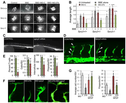 Figure 4. Spry2 represses vascular branching. (A) Aortic rings from 3- to 5-week-old mice (Spry+/− and Spry−/−, respectively) and from age-matched wild-type control littermates (Spry+/+) were embedded in Matrigel and treated with control medium (Control) and pro-angiogenic BBE (200 μg/mL) with or without miR-27b targeting or control MOs (MO-27b and MO-C). Vascular sprouting was documented after 4 days. (B) The average sprout length was measured in 6-8 samples with ImageJ software. *P < .0035 for the difference from noninduced wild-type controls and **P < .0002 for the difference from BBE-stimulated wild-type controls. (C) Fertilized zebrafish eggs were injected with mRNA encoding Spry2 (200 ng/injection) or control mRNA and the embryos were photographed at 36 hpf. Note the lack of T-shaped cells at the tips of the ISVs. (D) Confocal images of the embryos overexpressing Spry2 and control (C). Note the lack of T-shaped tip cells and decreased filopodia formation. (E) Quantification of the experiment in panel D. The percentage of vessels with T-shaped tip cells at the end was determined in the trunk area of 5 representative embryos. *P < 5 × 10−7, P < .0007, P < .009, and P < .0002, respectively, for the differences from the controls. (F) Zebrafish embryos were injected with MO-27b, MO-Spry2, or both. Confocal images of the vasculature are shown. Note premature branching and increased filopodia formation in the Spry2 morphants and normalized phenotype of the double morphants. (G) Quantitative analysis of the experiment in panel F. *P < .00086 for the difference from controls; **P < .002 for the difference from MO-27b alone.