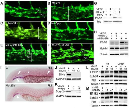 Figure 5. miR-27b regulates arterial-venous segregation. (A-F) miR-27b, Dll4, and Spry2 were silenced and arterial-venous segregation observed at 32 hours. (A) Segregation of the DA and PCV in control morphants. (B-D) Defective PCV morphogenesis in the embryos injected with MO-27b (B), MO-Dll (C), and MO-Spry2 (D). (E-F) Rescue of PCV morphogenesis in double morphants. (G-H) miR-27b inhibitors increase arterial phenotype. miR-27b was blocked with MO-27b (G) or miR-Zip lentiviral vectors (H) and EphB2 and EphB4 were measured by Western blot. (I) miR-27b regulates Flt4. In situ hybridization for the whole-mount zebrafish embryo. (J-M) Dll4 and Spry2 maintain arterial phenotype. Dll4 and Spry2 were silenced in cultured microvascular endothelial cells using lentivirally expressed shRNA (J-K). Distinct shRNA sequences are indicated as c1 and c2. (L-M) Endothelial cells infected with control vector, Dll4, or Spry shRNA were left untreated or treated with 1 ng/mL of VEGF, and the expression of EphB2, EphB4, and Flt4 was measured by Western blot.