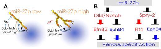 Figure 6. Schematic representation of miR-27b functions. (A) Regulation of vascular sprouting. At low levels, miR-27b allows the expression of Spry2 and Dll4, which block capillary branching and tip endothelial cell fate, respectively. In addition, miR-27 down-regulates Flt1, possibly via Dll4/Notch. Flt1 also represses tip endothelial cell fate and therefore vascular sprouting. When miR-27b levels are high, Spry2, Dll4, and Flt1 are low and allow for the increased occurrence of the tip cells and therefore denser capillaries. (B) Regulation of venous specification. In endothelial cells of the early DA, miR-27b blocks Dll4 expression. Consequently, Notch signaling weakens, causing lower EfnB2 expression, whereas the venous marker EphB4 increases. At the same time, the repression of Spry2 releases EphB4 expression and lowers Flt4. The net result is a sum of increased venous markers, decreased expression of arterial genes, and accelerated venous differentiation.