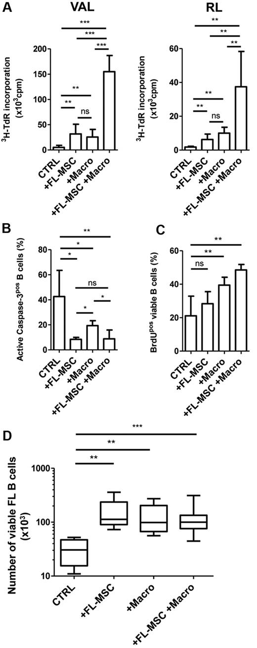 Figure 4. FL-MSCs and macrophages cooperate to sustain FL B-cell growth. (A-C) GC-derived B-cell lines were cultured in low serum concentration alone (CTRL), in the presence of FL-MSCs, in vitro–differentiated macrophages (Macro), or with a combination of Macro and FL-MSCs that have previously established a bidirectional crosstalk during a 4-day coculture. (A) Cell growth was evaluated at day 3 on VAL (left) and RL (right) by the incorporation of tritiated thymidine (3H-TdR). Results represent the mean ± SD from 6 experiments. MSCs and macrophages cultured without B cells always showed a 3H-TdR incorporation ≤ 500 cpm. (B) Apoptosis was evaluated at day 1 on VAL by the use of active caspase-3 staining gated on CD19/CD20pos B cells. Results represent the mean ± SD from 6 experiments. (C) Proliferation was evaluated at day 3 on VAL using BrdU staining gated on CD19/CD20pos B cells. Results represent the mean ± SD from 4 experiments. *P < .05; **P < .01; ***P < .001; ns: not significant. (D) Purified B cells obtained from 4 patients with FL were cultured alone (CTRL), in the presence of FL-MSCs, in vitro–differentiated macrophages (Macro), or with a combination of Macro and FL-MSCs that have previously established a bidirectional crosstalk during a 4-day coculture. The absolute number of B cells was assessed using TOPRO-3 staining and calibrated beads. **P < .01; ***P < .001.
