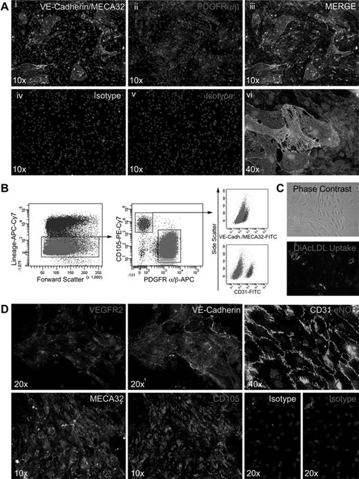 Figure 3. Immunostaining of P0 cultures and isolation and characterization of BM vascular endothelial cells. (Ai-vi) In situ staining of P0 cultures plated on fibronectin-coated chamber slides (LabTek; Nunc), cultured in EGM-2MV for 5 to 7 days. Vascular endothelial cells were identified by staining with a combination of VE-Cadherin–Alexa 488 and MECA32–Alexa 488 antibodies, and stromal cells were stained with rat anti–mouse PDGFRα/β (purified) antibodies and revealed with donkey anti–rat Cy3 and counterstained with DAPI. IgG2a and IgG1 isotypes were used for controls (Aiv-v). (B) Gating strategy for FACS purification of vascular endothelial cells from P0 cultures plated on fibronectin-coated 10-cm2 dishes at 1 × 106 mononuclear cells/cm2 and cultured in EGM-2MV for 5 to 7 days and stained as described in “In situ staining.” (C) Phase-contrast images of Lin−CD105BRIGHTPDGFRαβ− cells at passage 3 and functional analysis of DiI-Ac-LDL uptake. (D) In situ staining of Lin−CD105BRIGHTPDGFRαβ− cells at passage 3 for endothelial markers, including VEGFR2 (Di), VE-Cadherin (Dii), CD31 and eNOS (Diii), MECA32 (Div), CD105 (Dv), and isotype controls (Dvi-vii). Nuclei were counterstained DAPI. Imaging was performed on an inverted fluorescence microscope (Olympus BX51) at both ×10 and ×40 (original magnification) and captured with an Olympus DP71 camera.