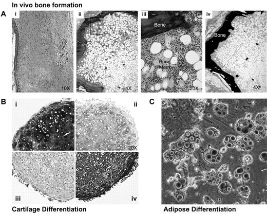 Figure 5. Multilineage differentiation capacity of Lin−PDGFRαβ+ BMSCs. (Ai-iv) Histology of subcutaneous transplants of either empty scaffolds (Ai) or Lin−PDGFRαβ+ MSC (Aii-iv). Gelfoam scaffolds loaded with Lin−PDGFRαβ+ MSCs were either decalcified and embedded in paraffin for hematoxylin and eosin staining (Aii-iii) or nondecalcified and embedded in methylmethacrylate resin for Von Kossa staining (Aiv). (B) Three-dimensional pellet cultures of Lin−PDGFRαβ+ MSCs embedded in paraffin and stained with Toluidine blue (0.1% weight/volume; Bi), Alcian blue (Bii), collagen type II (Biv), and mouse IgG1 isotpe (Biii). (C) Oil red O staining of Lin−PDGFRαβ+ MSCs after adipogenic differentiation for 14 days.