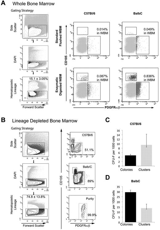 Figure 6. Prospective isolation of Lin−PDGFRαβ+ clonogenic progenitors from DBM. (A) Gating strategy (left panel) and FACS analysis of whole BM from C57Bl/6 and BALB/c mice demonstrating the frequency of Lin−PDGFRαβ+ BMSCs obtained from either standard flushing or sequential enzymatic disaggregation of BM plugs. (B) Gating strategy (left panel) for prospective isolation of Lin−PDGFRαβ+ population from C57Bl/6 and BALB/c inbred mouse strains. (C-D) Incidence of CFU-F from prospective isolation of Lin−PDGFRαβ+ BMSCs from C57Bl/6 and BALB/c mice. Colonies > 50 stromal cells; clusters represent 10 to 49 stromal cells.