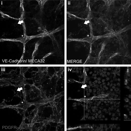 Figure 7. PDGFRαβ+ stromal cells are localized to perivascular and intersinusoidal regions in vivo. Whole-mount staining of BM plugs. Vascular endothelial cells were identified with VE-Cadherin–Alexa 488 and MECA32–Alexa 488 antibodies (A), and stromal cells were identified with PDGFRα/β antibodies and revealed with donkey anti–rat Cy3 (C). Nuclei were counterstained with DRAQ5. Z-stack merged image (B) and single-step merged image identifying perivascular (white asterisk) and intersinusoidal (white arrow) localization. Images were collected using a 63× oil immersion objective on zoom factor of 3 with a Leica TCS SP5 confocal microscope and processed with the Leica LAS AF lite Version 2.6.7266 software. Z-stacked images were collected in 0.2-μm slices at depths of 15 to 25 μm with a pinhole of 1.