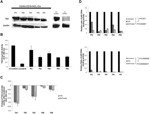 Figure 5. Calcium blockers affect TG2 expression and NF-κB activity in CD45+CD19− MCL-ICs. (A) Stem like MCL cells (CD45+CD19− MCL-ICs) expressed TG2 protein. Western blot analysis of TG2 expression was performed using cell lysates from 5 different primary CD45+CD19− MCL-ICs. The breast cancer cell line MDA-MB-231 was used as a positive control, and normal B cells were used as negative controls. β-actin was used as a loading control. Pt indicates patient. (B) Stem-like MCL cells expressed TG2 enzymatic activities comparable to positive controls. TG2 enzymatic activity was measured using the TG2-CovTest TG2-specific colorimetric assay kit (Novus Biologicals) with cell extracts from 5 different primary CD45+CD19− MCL-ICs. Recombinant human TG2 was used as a positive control, and normal B cells were used as negative controls. (C) Treatment with BAPTA/AM or POH suppressed TG2 enzymatic activity in CD45+CD19− MCL-ICs. Five different CD45+CD19− MCL-ICs were treated with BAPTA/AM (60μM) or POH (1mM) for 16 hours. TG2 enzymatic activity was measured using a TG2-specific colorimetric assay kit with cell extracts from untreated and treated CD45+CD19− MCL-ICs. Changes in TG2 enzymatic levels before and after treatment with BAPTA/AM or POH were measured. The colorimetric values in untreated samples were subtracted from the values measured in treated samples. Results are shown as the means ± SD. (D) Calcium blockers inhibited NF-κB DNA-binding activities in primary CD45+CD19− MCL-ICs. Nuclear extracts from CD45+CD19− MCL-ICs that were untreated or treated with BAPTA/AM (60μM for 16 hours) or POH (1mM for 16 hours) were analyzed using ELISA assays to evaluate p50 and p65 DNA-binding activities. The relative ratio values of NF-κB DNA-binding activities after drug treatment are shown as the means ± SD. *P < .05 by unpaired t test.