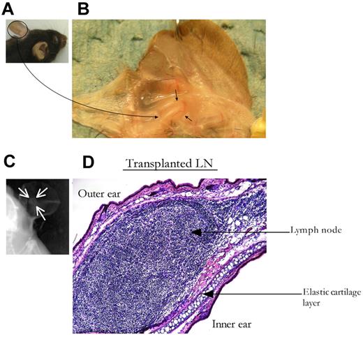 Figure 1. LN transplantation to the ear pinna. LNs from 4-week-old donor mice were inserted into subdermal pockets made in the ear pinna of adult C57BL/6 mice. The surgical incision was then sealed with veterinary-grade adhesive. Three to 4 weeks after engraftment, ear pinnae were harvested and sectioned for conventional histologic analysis. (A) Ear pinna before dissection. (B) Ear pinna containing the tLN, black arrows indicate the tLN surrounded by blood vessels. (C) Soft x-ray imaging identifies tLNs in ear pinna of live animals, marked by white arrows. (D) Ear pinna containing the tLN stained with H&E (magnification, ×10).