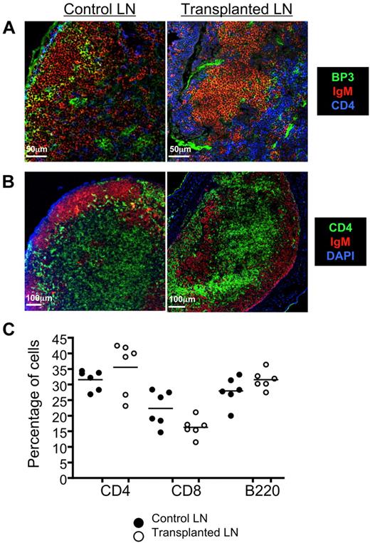 Figure 2. tLNs are anatomically normal. Three to 4 weeks after engraftment of syngenic LNs to C57BL/6 ear pinnae, tLNs were harvested and sectioned for immunofluorescent staining. (A) Confocal imaging of control and tLN showed equivalent BP3+ stromal cell (green) staining. CD4+ (blue) and IgM+ (red) staining allows T- and B-cell areas to be visualized for reference. Scale bars represent 50 μm. (B) Segregation of T cells and B cells was also evidenced by compartmentalization of CD4+ (green) T cell and IgM+ B cell (red) staining. Images shown are representative of 3 replicate mice; scale bars represent 100 μm. (C) tLNs were excised from the recipient animals, and single cell suspensions were made. Cells were then stained for B220, CD8, and CD4, and expression levels were determined by flow cytometry. These were compared directly to control, non-tLNs. The proportions of CD4+, CD8+T cells, and B220+ B cells in the tLN were found to be comparable with the control. Data show 6 replicate mice per group (see supplemental Figure 2 for representative plots and gating strategies).