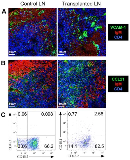 Figure 3. tLN supports lymphocyte recirculation. Three to 4 weeks after syngenic LN engraftment to C57BL/6 ear pinnae, tLNs and control LNs were harvested for sectioning and immunofluorescent staining. Control LNs and tLNs were compared for expression of the vascular endothelial cell marker (A) VCAM-1 (green) and (B) the chemokine CCL21 (green). Sections were also stained for CD4+ cells (blue) and IgM+ B cells (red). Images shown are representative of 3 replicate mice. To confirm recirculation, CD45.1 LNs were engrafted on CD45.2 recipients, and expression of CD45.1 and CD45.2 by control and tLN cells was assessed by flow cytometry. Scale bars denote 50 μm. (C) Representative flow cytometric plots show levels of CD45.1 and CD45.2 for both control and tLN.