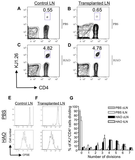 Figure 4. Activation of T cells in the tLN. Incremental loss of CFSE intensity by KJ1.26+CD4+ cells 72 hours after heat-aggregated ovalbumin (HAO) challenge in the ear showed proliferation of adoptively transferred DO11.10 T cells in BALB/c mice with established tLNs. Representative flow cytometric plots of PBS-challenged cervical LN (A) and tLN (B). An expanded KJ1.26+CD4+ population is seen in both cervical (C) and tLN (D) after antigenic challenge. Incremental loss of CFSE intensity of KJ1.26+CD4+ cells in the cervical LN and tLN (E-F), reflecting Ag-specific proliferation that is summarized graphically (G). Data represent the mean of triplicate samples ± SD (n = 2).
