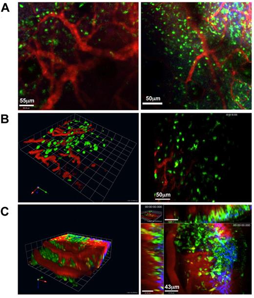 Figure 6. MPLSM of tLN. C57BL/6 LNs were engrafted to the ear pinnae of hCD2-GFP mice. Three to 4 weeks after engraftment, mice were anaesthetized, and the ear pinna was mounted on a heated stage. Vasculature throughout the tLN was clearly visible after intravenous injection of nontargeted Qdots (red); GFP+ cells (green); second harmonic signal (blue). (A) Extended focus images of 60-μm z-stacks showing 2 different regions of the same tLN in left and right panels (scale bars, 55 μm and 50 μm, respectively). (B left panel) Three-dimensional reconstruction of blood vessels in the tLN. (B right) The corresponding extended focus image is shown; scale bar, 50 μm. (C left) Three-dimensional reconstruction of a third tLN showing vasculature. (C right) A representative optical section from the same z-stack is shown; scale bar, 43 μm. Images were acquired with a 20×/1.0NA water-immersion objective lens. Representative images from 3 independent animals are shown.