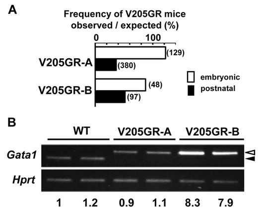 Figure 1. V205GR are prone to die from massive anemia during the perinatal period. (A) The frequency of live V205GR pups at embryonic (E18.5; open bars) or postnatal (within 3 days after birth; filled bars). Rescue efficiency was calculated as previously described.16 Total number of pups in each transgenic rescue line is indicated in parentheses. (B) Transgene derived (open arrowhead) or endogenous (filled arrowhead) Gata1 mRNA expression in GATA1V205G transgenic mouse lines. The mRNA levels were determined by semi-quantitative RT-PCR. Hprt mRNA is used as an internal control. Gata1 expression level normalized to Hprt is shown under each lane. The most left WT sample is set to 1.