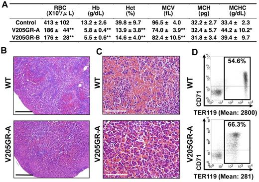 Figure 2. Erythroid phenotypes of V205GR neonates. (A) Erythroid parameters of V205GR neonates. Eight WT, 5 V205GR-A, and 3 V205GR-B neonates aged 0 to 3 days old were used. (*P < .05, **P < .01). (B-C) Histologic examination of 2-day-old neonatal spleens of V205GR-A (bottom panels) and WT littermate (top panels). Scale bars correspond to 0.5 mm in panel B and 100 μm in panel C, respectively. (D) The expression profile of CD71 and TER119 in the c-Kit− erythroid population. Mononuclear cells derived from 1-day-old neonatal spleens of V205GR-A (bottom panel) and WT littermates (top panel) were used. The frequencies and mean intensity values of TER119+ cells were shown in the panels.