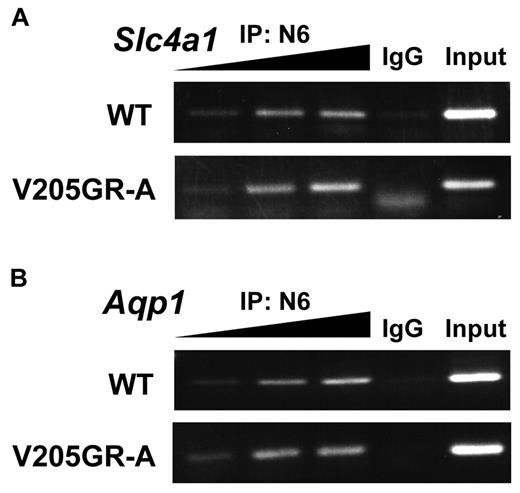 Figure 6. In vivo binding of GATA1 to the membrane protein genes. The in vivo association of GATA1 with Slc4a1 (A) and Aqp1 (B) genes was evaluated with ChIP assay in fetal livers of WT (top panel) and V205GR-A (bottom panel) mice. DNA fragments immunoprecipitated with GATA1-N6 antibody were diluted 1, 2, and 3 times, and rendered for 35 cycles of amplification. Samples of the input DNA were used in the PCR reactions to confirm that equal amounts of DNA were present in the samples. A control immunoprecipitation reaction with control IgG was also included.