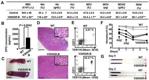 Figure 7. Erythroid phenotypes of V205GR adult mice. (A) Red cell parameters of adult V205GR mice. Three V205GR-B and 3 WT mice were used. (*P < .05, **P < .01, ***P < .005). (B) Plasma erythropoietin concentration was significantly elevated in V205GR-B mice. Nine WT (open bars) and 8 V205GR-B (filled bars) mice at the age of 4 to 12 months were used. (C) Spleen of a 6-month-old V205GR-B mouse was markedly enlarged. Scale bars correspond to 5.0 mm. (D) Histologic examination of spleens of V205GR-B (bottom panel) and WT littermate (top panel) shown in panel C. High magnitude image of red pulp area is shown in insets. Note that a large number of enucleated mature erythrocytes are observed in the enlarged red pulp area of V205GR-B spleen. Scale bars correspond to 0.5 mm and 20 μm. (E) Mature erythroid population (c-Kit−CD71+TER119+) was increased in the spleen of V205GR-B (bottom panel) compared with WT littermate (top panel). The frequencies and mean intensity values of TER119+ cells are shown in the panels. (F) Changes of hematocrit values taken from 3 V205GR-B (black lines) and 3 WT (gray lines) mice after exposure to a low dose of phenylhydrazine. (G) Yellowish plasma was observed in V205GR-B mice after phenylhydrazine treatment.