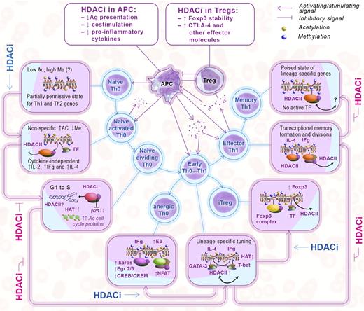 Figure 1. Effects of HDACi on the interactions of Tregs, APCs, and effector T cells. Epigenetic events are displayed according to each stage of T-cell maturation (boxes) and matched with corresponding HDACi effects as shown in the outer row of arrows. (Middle) Treg, APC, and T-cell interactions, cytokine production, reciprocal stimulatory and inhibitory signals, and effects of HDACi on Tregs and pro-inflammatory APC (top boxes); the suppressive effects of Tregs are not shown.