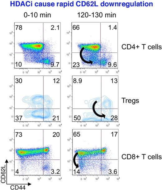 Figure 2. HDACi promote the rapid down-regulation of CD62L, a marker of naive T cells. Freshly isolated murine CD4+ and CD8+ T cells, and Tregs, exposed to low, nontoxic concentrations of a pan-HDACi showed CD62L down-regulation within 2 hours of exposure, illustrating the potential for phenotypic modulation of T cells independently of their cell division.