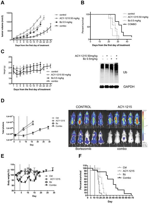 Figure 4. ACY-1215 in combination with bortezomib induces significant anti-MM activity in vivo. (A) CB17 SCID mice were treated with saline (n = 7), ACY-1215 (50 mg/kg n = 7), bortezomib (0.5 mg/kg, n = 6), or the combination of ACY-1215 plus bortezomib (n = 7) for 3 weeks. Tumor growth was significantly inhibited in the combination-treated group compared with controls (P < .0001). (B) Using Kaplan-Meier and log-rank analysis, the median OS of animals treated with combination therapy was significantly prolonged (22 days in the control group vs 34 days in the treated group, P < .0011). WB analysis of tumors taken from mice after 3 days of treatment showed a significant accumulation of polyubiquitinated proteins in the group treated with the combination of ACY-1215 plus bortezomib compared with either agent alone (bottom panel). (C) Treatment with ACY-1215 or ACY-1215 plus bortezomib did not significantly affect the body weight of the animals. (D) SCID-beige mice were inoculated intravenously with MM.1S-LucNeo cells and then treated with saline (n = 10), ACY-1215 (n = 10), bortezomib (n = 10), or the combination of ACY-1215 plus bortezomib (n = 10) for 2 weeks. Combined treatment with ACY-1215 and bortezomib induced significant suppression of tumor growth, as demonstrated by bioluminescence imaging (log scale). (E) Treatment with ACY-1215 and ACY-1215 plus bortezomib induces between 4% and 12% of body weight loss. (F) Combined treatment with ACY-1215 and bortezomib significantly prolonged survival (17 days in the control group vs 40 days in the combination-treated group, P < .0001).