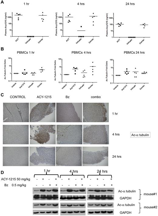 Figure 5. ACY-1215 PK/PD profile. (A) CB17 SCID mice were treated with saline, ACY-1215, bortezomib, or the combination of ACY-1215 plus bortezomib for 3 days. ACY-1215 levels were detected in plasma collected from each animal at 1, 4, and 24 hours after the last dose. (B) The acetylation status of α-tubulin was assessed in mouse serum at 1, 4, and 24 hours after the last dose. The fold change in acetylation of α-tubulin relative to baseline was calculated. (C) Tumor was excised from each mouse at 1, 4, and 24 hours after the last dose. IHC analysis showed a significant increase in acetylation of α-tubulin staining at 1 and 4 hours after the last dose of ACY-1215 alone or in combination. (D) WB analysis confirmed a significant increase in acetylated α-tubulin at 1 and 4 hours after treatment with ACY-1215 alone or in combination.