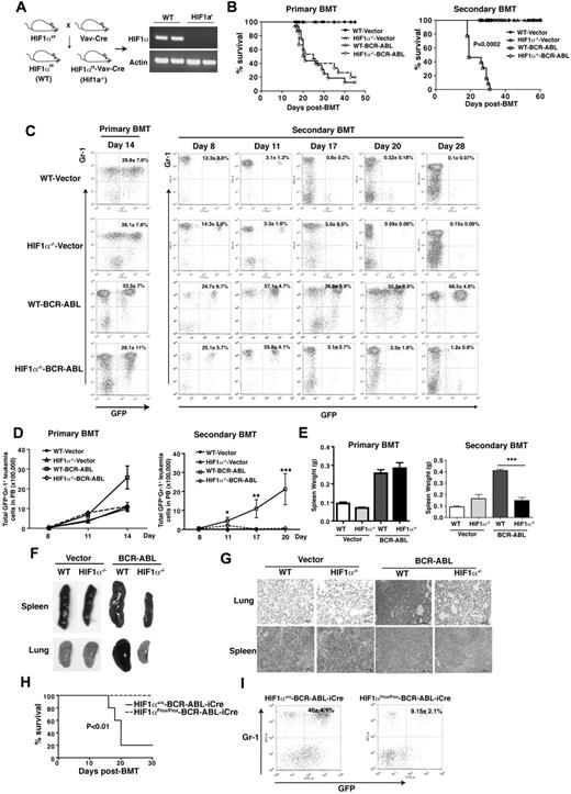 Figure 2. HIF1α is essential for CML development. (A) Deletion of HIF1α in hematopoietic cells. Mice carrying the floxed HIF1α allele were crossed with Vav-Cre transgenic mice in which the Vav promoter drives the expression of the Cre recombinase. RT-PCR analysis showed that HIF1α was undetectable in sorted HSCs (Lin−Sca-1+c-Kit+) from HIF1αflox/flox-Vav-Cre mice. (B) Kaplan-Meier survival curves for primary and secondary recipients of empty vector or BCR-ABL–transduced BM cells from WT or HIF1α−/− donor mice. For secondary BM transplantation, BM cells from primary control and CML recipient mice which received empty vector or BCR-ABL–transduced WT and HIF1α−/− BM cells were analyzed by FACS, and BM cells containing equal number of WT or HIF1α−/− GFP+Lin−Sca-1+c-Kit+ cells along with 2 × 105 WT BM cells (CD45.1) were transplanted into each lethally irradiated secondary recipient mouse. (C) FACS analysis of GFP+Gr-1+ cells in PB of primary and secondary recipients of empty vector or BCR-ABL–transduced BM cells from WT or HIF1α−/− donor mice (n = 5). Mean values (± SD) are shown. (D) The total numbers of GFP+Gr-1+ cells in PB of primary and secondary recipients of empty vector or BCR-ABL–transduced BM cells from WT or HIF1α−/− donor mice (n = 5). Mean values (± SD) are shown. *P < .05; **P < .01; ***P < .001. (E) The spleen weight of primary and secondary recipients of empty vector or BCR-ABL–transduced BM cells from WT or HIF1α−/− donor mice (n = 12). Mean values (± SD) are shown; ***P < .001. (F) Gross appearance of the lungs and spleens showed severe lung hemorrhages and splenomegaly in secondary recipients of WT LSCs but not HIF1α−/− LSCs at day 14 after BMT, compared with those from recipients of WT and HIF1α−/− HSCs. (G) H&E staining of tissue sections from lung and spleen of secondary recipients. The scale bar represents 50 μm. (H) Kaplan-Meier survival curves for the secondary BM transplantation. BM cells from WT or HIF1αflox/flox mice were transduced with BCR-ABL-iCre-GFP retrovirus, and transplanted into lethally irradiated recipient mice. CML cells without HIF1α failed to induce CML disease in the secondary BMT. (I) The percentages of leukemia cells in PB at day 14 in WT and HIF1α−/− secondary CML mice.