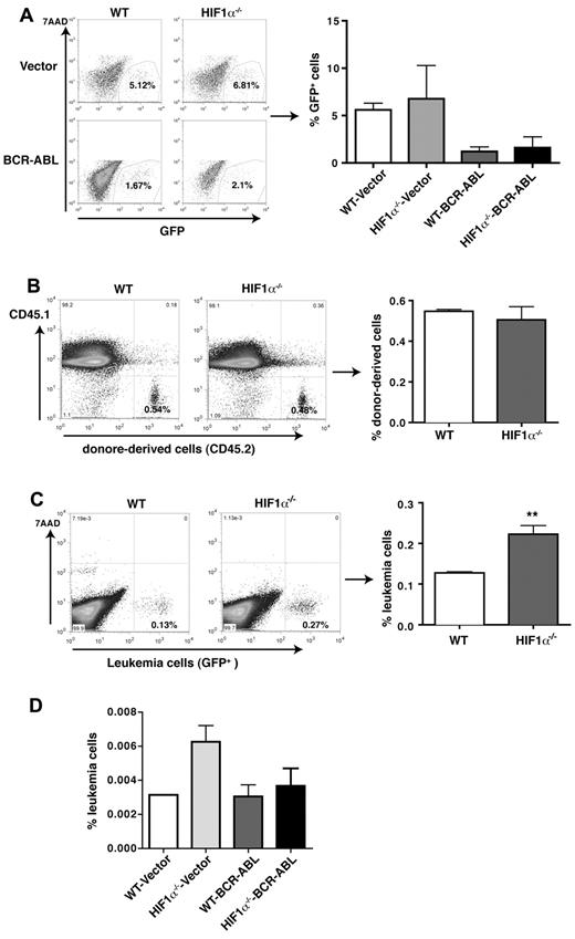 Figure 3. Effects of HIF1α deletion on retroviral transduction efficiency and the homing ability of normal and BCR-ABL–transduced total BM cells or LSK cells. (A) HIF1α deletion does not affect retroviral transduction efficiency. WT and HIF1α−/− BM cells were transduced with empty vector or BCR-ABL-GFP retrovirus, and 2 days later, the percentages of GFP+ cells were determined by FACS. (B) FACS analysis showed the similar homing ability of WT and HIF1α−/− BM cells. A total of 3 × 106 BM cells from WT or HIF1α−/− mice (CD45.2) were transplanted into lethally irradiated recipients (CD45.1). The donor-derived BM cells (CD45.2) were detected by FACS in 3 hours after BMT (n = 4). Mean values (± SD) are shown. NS indicates no significance. (C) HIF1α deletion does not cause a reduction of the homing ability of BCR-ABL–transduced BM cells. A total of 2 × 106 leukemia cells (GFP+) from CML mice transplanted with BCR-ABL–transduced WT or HIF1α−/− BM cells were transplanted into lethally irradiated recipients (CD45.1). Three hours later, donor-derived leukemia cells (GFP+) in the BM were detected by FACS (n = 4 for each group). Mean values (± SD) are shown; **P < .01. (D) HIF1α deletion does not cause a reduction of the homing ability of control or BCR-ABL–transduced stem cells. BM cells were transduced with GFP vector or BCR-ABL-GFP, and 2 × 104 sorted normal LSK cells and BCR-ABL–expressing LSK cells (GFP+Lin−Sca-1+c-Kit+) were transplanted into lethally irradiated recipients (CD45.1). Three hours later, donor-derived leukemia cells (GFP+) in the BM were detected by FACS (n = 3 for each group). Mean values (± SD) are shown.