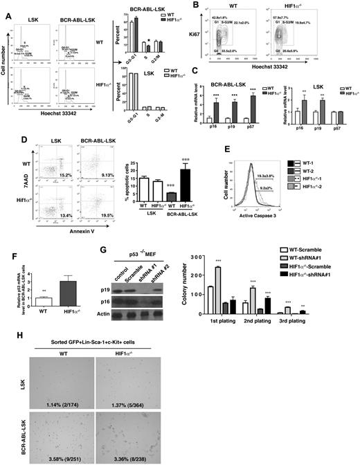Figure 5. HIF1α is required for survival maintenance of LSCs. (A) The cell-cycle analysis of normal LSK cells and BCR-ABL–expressing LSK cells. The percentages of HIF1α−/− BCR-ABL–expressing LSK cells were low in the S phase and higher in the G0-G1 phase, compared with WT BCR-ABL–expressing LSK cells (n = 6). However, normal WT and HIF1α−/− LSK cells showed similar percentages of cells in G0-G1, S, and G2-M phases. (B) The cell-cycle analysis of BCR-ABL–expressing LSK cells using Ki67 and Hoechst 33 342 showed an accumulation of G1 phase of HIF1α−/− BCR-ABL–expressing LSK cells. (C) RT-PCR analysis showed elevated expression of cell-cycle inhibitors p16Ink4a, p19Arf, and p57 in the sorted LSK cells and BCR-ABL–expressing LSK cells from HIF1α−/− control and CML mice compared with the sorted LSK cells and BCR-ABL–expressing LSK cells from WT control and CML mice. BM cells from control and CML mice at day 14 post-BMT were collected, and LSK cells and BCR-ABL–expressing LSK cells were sorted for extracting total RNA. Mean values (± SD) are shown; **P < .01; ***P < .001. (D) The apoptosis of normal LSK cells and BCR-ABL–expressing LSK cells from BM of control and CML mice (n = 6). HIF1α deletion induced the apoptosis of BCR-ABL–expressing LSK cells, but did not affect the apoptosis of normal LSK cells. (E) FACS analysis showed a higher percentage of active caspase positive HIF1α−/− leukemia progenitors. (F) RT-PCR analysis showed elevated expression of p53 in the sorted BCR-ABL–expressing LSK cells from HIF1α−/− CML mice comparing to the sorted BCR-ABL–expressing LSK cells from control CML mice. Mean values (± SD) are shown; **P < .01. (G) Simultaneous knockdown of p16Ink4a and p19Arf rescued the colony-forming ability of HIF1α−/− BCR-ABL–expressing LSK cells. Western blot analysis showed that protein levels of p16Ink4a and p19Arf in p53−/− MEF and CML leukemia cells were dramatically reduced by shRNA no. 1 that targets both p16Ink4a and p19Arf. BM cells from WT and HIF1α−/− normal or CML mice were infected by shRNA no. 1, and plated into methycellulose media after selection by puromycin. Colonies were counted and cells from the colonies were serially replated. Mean values (± SD) are shown; **P < .01; ***P < .001. (H) Loss of HIF1α did not affect the senescence of normal LSK cells and BCR-ABL–expressing LSK cells. Sorted GFP+Lin−Sca-1+c-Kit+ cells from the BM of WT or HIF1α−/− control and CML mice were stained by X-Gal, and the number of β-galactosidase–expressing cells were counted.