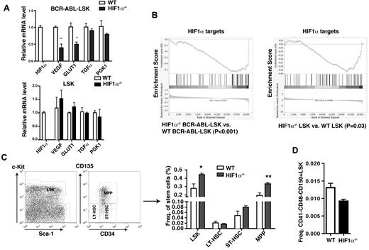 Figure 6. Effects of HIF1α deficiency on normal HSCs. (A) RT-PCR analysis for the expression of HIF1α, VEGF, GLUT1, TGFα, and PGK1 in WT or HIF1α−/− normal LSK cells and BCR-ABL–expressing LSK cells. (B) Gene set enrichment analysis of DNA microarray data displays gene expression profiling of HIF1α targets in WT or HIF1α−/− normal LSK cells and BCR-ABL–expressing LSK cells. (C) FACS analysis of HSCs in BM cells from WT or HIF1α−/− mice. The percentages of LSK cells (Lin−Sca-1+c-Kit+), LT-HSCs (Lin−Sca-1+c-Kit+CD34−CD135−), and ST-HSCs (Lin−Sca-1+c-Kit+CD34−CD135+) were similar in WT and HIF1α−/− mice; however, HIF1α−/− mice showed a higher percentage of MPP (Lin−Sca-1+c-Kit+CD34+CD135+) (n = 5). (D) Similar percentages of CD41−CD48−CD150+ Lin−Sca-1+c-Kit+ cells in BM cells of WT or HIF1α−/− mice (n = 3).