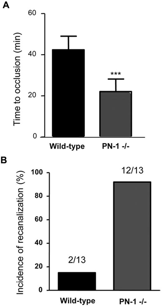 Figure 2. PN-1 is antithrombotic and antifibrinolytic. (A) Time to occlusion of mesenteric venules measured after application of 15% FeCl3 in wild-type and PN-1–deficient mice. ***P < .001 (linear mixed-effects model) versus wild type. (B) Quantification of the incidence of recanalyzed vessels within 1 hour after tPA treatment after an occlusion induced by 15% FeCl3. The incidence of recanalization was 15% in wild-type mice (2 of 13 vessels) and 92% in PN-1–deficient mice (12 of 13 vessels).