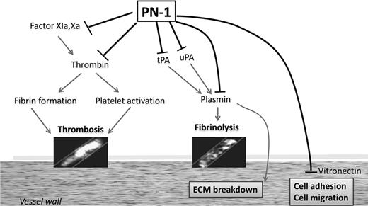 Figure 4. Role of PN-1 in hemostasis and vascular biology.