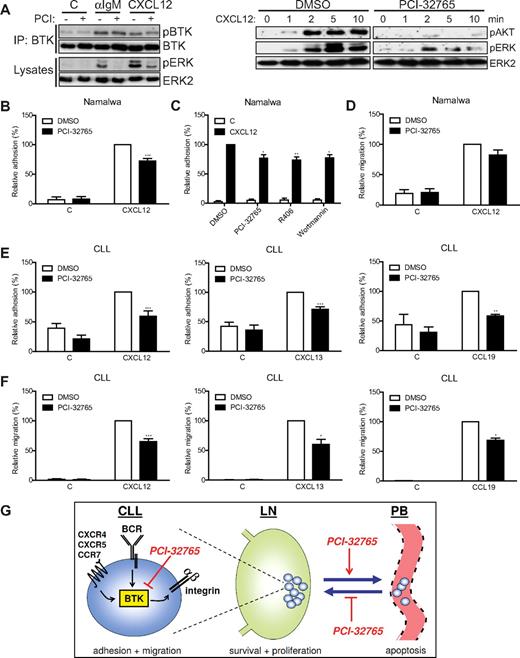 Figure 2. PCI-32765 inhibits chemokine-induced signaling, adhesion and migration. (A) Namalwa cells pretreated with 1μM PCI-32765 were stimulated with αIgM or CXCL12, and total BTK was immunoprecipitated and subsequently immunoblotted for phosphorylated (p) BTK. Total BTK was used as loading control. Cell lysates were immunoblotted for pAKT and pERK. Total ERK2 was used as loading control. The blots are representative of 4 independent experiments. (B) Namalwa cells pretreated with PCI-32765 were allowed to adhere to surfaces coated with both VCAM-1 and CXCL12 (n = 10). (C) Namalwa cells pretreated with PCI-32765 (BTK inhibitor), R406 (SYK inhibitor), or wortmannin (PI3K inhibitor) were allowed to adhere to surfaces coated with both VCAM-1 and CXCL12 (n = 5). (D) Namalwa cells pretreated with PCI-32765 were allowed to migrate toward CXCL12 on VCAM-1–coated transwells (n = 7). (E) CLL cells pretreated with 1μM PCI-32765 were allowed to adhere to surfaces coated with both VCAM-1 and either CXCL12 (n = 7 patients), CXCL13 (n = 5 patients), or CCL19 (n = 3 patients). (F) CLL cells pretreated with 1μM PCI-32765 were allowed to migrate toward CXCL12 (n = 6 patients), CXCL13 (n = 4 patients), or CCL19 (n = 3 patients) on VCAM-1–coated transwells. (G) Inhibition of BTK by PCI-32765 impairs BCR-controlled integrin-mediated adhesion and chemokine (CXCL12, CXCL13, and CCL19)–induced adhesion and migration of CLL cells. Consequently, PCI-32765 overcomes BCR- and chemokine-controlled integrin-mediated retention of CLL cells in their growth- and survival-supporting LN and BM microenvironment, which results in their egress from these protective niches into the circulation (peripheral blood), and will prevent chemokine-driven homing into these niches, resulting in CLL regression. Graphs are presented as normalized mean + SEM (100% = stimulated cells without inhibitors). IP indicates immunoprecipitation; C, control (absence of chemokines); and PB, peripheral blood. *P < .05; **P < .01; ***P < .001.