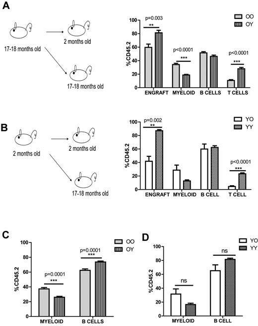 Figure 1. Young environment does not support myeloid development. (A) Graphical representation of old into young (O→Y) vs old into old (O→O) transplantation. WBM cells (2-2.5 × 106) from 17- to 18-month-old CD45.2 mice were transplanted into either 2-month-old (defined as O→Y) or 17- to 18-month-old (defined as O→O) CD45.1 mice. Lineage distribution of donor-derived cells of O→O vs O→Y transplants at 16 weeks (n = 10 O→Y, n = 8 O→O). (B) Graphical representation of young into young (Y→Y) vs young into old (Y→O) transplantation. WBM cells (2-2.5 × 106) from 2-month-old CD45.2 mice were transplanted into either 2-month-old (defined as Y→Y) or 17- to 18-month-old (defined as Y→O) CD45.1 mice. Lineage distribution of donor-derived cells of Y→O vs Y→Y at 16 weeks (n = 4 Y→Y, n = 7 Y→O). (C) Graph represents lineage distribution of donor-derived cells of O→O vs O→Y transplants at 16 weeks excluding T cells (n = 10 O→Y, n = 8 O→O). (D) Graph represents lineage distribution of donor-derived cells of Y→O vs Y→Y transplants at 16 weeks excluding T cells (n = 4 Y→Y, n = 7 Y→O). Error bars represent SEM. Representative of 2 experiments.