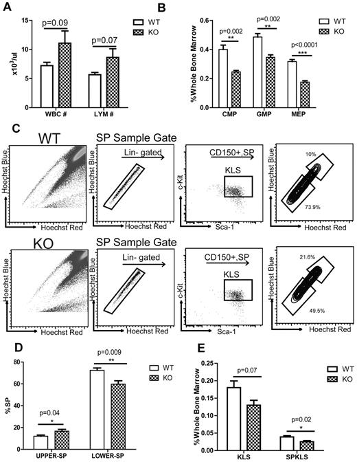 Figure 4. Rantes KO mice have less myeloid progenitors and less myeloid-biased stem cells. (A) CBC analyses of 5- to 6-month-old WT and Rantes KO mice. Graphical representation of CBC analysis of WT or KO mice. (B) BM frequencies of myeloid progenitors (CMP, GMP, MEP) from 5- to 6-month-old WT and KO mice. (C) BM derived from WT or Rantes KO mice was isolated and analyzed for Ly- and My-bi HSCs as follows: KLS cells were identified, followed by the CD150+ fraction, followed by analysis of lower and upper SP phenotypes. Representative FACS profiles of lower and upper SPKLS-CD150+ HSCs from WT and Rantes KO mice. (D) Frequencies of lower and upper SPKLS-CD150+ cells from WT and KO mice. (E) BM frequencies of stem and progenitor populations: KSL, SPKLS from 5- to 6-month-old WT and KO mice. n = 5 WT, n = 5 KO in (A-D). Error bars represent SEM. Representative of 2 experiments