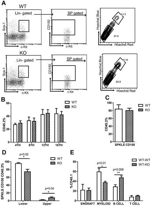 Figure 5. Rantes KO HSCs exhibit similar engraftment potential. (A) BM derived from 9-month-old WT or Rantes KO mice was isolated and analyzed for Ly- and My-bi HSCs as follows: KLS cells were identified, followed by the CD150+ fraction, followed by analysis of lower and upper SP phenotypes. Representative FACS profiles of lower and upper SPKLS-CD150+ HSCs from WT and Rantes KO mice. (B) Overall engraftment of 9-month-old WT or KO HSCs (SPKLS-CD150+) in the PB of recipient mice at 4th, 8th, 12th, and 16th week after transplantation (n = 5 WT, n = 6 KO). (C) Analysis of the BM of recipient mice to determine donor cell contribution to the total stem cell compartment (SPKLS-CD150+) 20 weeks posttransplantation of WT or KO HSCs. (D) Analysis of the BM of recipient mice for the frequencies of donor-derived lower and upper SPKLS-CD150+ cells. (E) Transplantation of WT HSCs from 18-month-old mice into WT or Rantes KO mice. The graph shows the lineage distribution of donor-derived cells in the WT or KO mice at 12 weeks posttranplantation. Overall engraftment of donor cells is also indicated as (“Engraft”). Error bars represent SEM. Representative of 2 experiments (n = 6 WT, n = 7 KO).