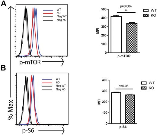 Figure 6. mTOR activity in WT and KO progenitors. BM cells were isolated from 2-month-old WT or KO mice and stained with Abs specific to cell-surface markers to identify c-Kit+lin−Sca-1+ (KLS) progenitors, followed by intracellular staining with Abs against (A) p-mTOR and (B) p-S6. (Left side) Histograms of progenitors (KLS) that are representative of 3 independent experiments each involving 3 to 5 mice in each group. Gray and black lines are negative controls (secondary Ab only for panels A and B), black line for cells from WT mice and gray line for cells from KO mice. Blue line represents profile of stained BM cells from WT mice and red line represents profile of stained BM cells from KO mice. The median fluorescence intensity (MFI) ± SD of representative of one experiment is shown at the right side. **P < .01; *P < .05 (n = 4 WT and n = 4 KO).