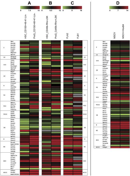 Figure 1. Gene-expression profiles of HSC polarity fate determinants. Candidate genes were classified according to Gene Ontology (GO) groups (see below) based initially on biologic process (Groups I-XI). In the absence of a biologic process, they were then based on molecular function (Group XII) and cellular component (Group XIII). The expression of these candidate genes was performed on purified HSC populations compared with more differentiated progenitors. Each dataset is represented by the mean average δCt from 2 experiments in which for each respective reference range, the lowest numbers (green bars) correspond to the highest transcript copy numbers. Shown are gene expressions from (A) HSCs sorted on CD150+48−41−Lin− (with a stem cell frequency of 1 in 10 based on CRUs; data not shown) and progenitors CD150+48+41−Lin− (B) HSCs sorted on CD49b−rhodaminelow LSK (with a stem cell frequency of 1 in 8 based on CRUs, data not shown) and progenitors CD49b−rhodaminehigh LSKs, and (C) 2 independent murine leukemias, FLA2 and FLB1, derived from HoxA9+Meis1 transduced FL cells, that differ in leukemia stem cell frequency of, respectively, 1 in 1.4 and 1 in 347 (based on previous CRU, data not shown). (D) A subset of these candidate genes were profiled after CD150+48−41−Lin− HSCs were transduced with the established expansion factor HoxB4 and compared with MSCV vector alone transduced HSCs. GO Groups: I_GO_7049 cell cycle; II_51301 cell division; III_30154 cell differentiation; IV_45165 cell-fate commitment; V_7163 establishment or maintenance of cell polarity; VI_16192 vesicle mediated transport; VII_16459 myosin complex; _7017 microtubule-based process; VIII_7154 cell communication; IX_50678, _7242, _7169, _6468 receptor signaling pathways; X_48729 tissue morphogenesis; and, _43066 negative regulation of apoptosis; XI_33036, _51234 macromolecule and establishment of localization; XII_5515, _8092 protein and cytoskeleton binding; _3774 motor activity; _8266, _3723 RNA binding; and XIII_5886,16 020 membrane; _45177 apical part of cell. From studies shown in panels A through C, a scoring criteria (data not shown) based on the absolute average δCt and the relative expression in the stem versus progenitor cell populations was used to quantify the candidates chosen for the in vitro to in vivo overexpression screen (see also supplemental Table 1).