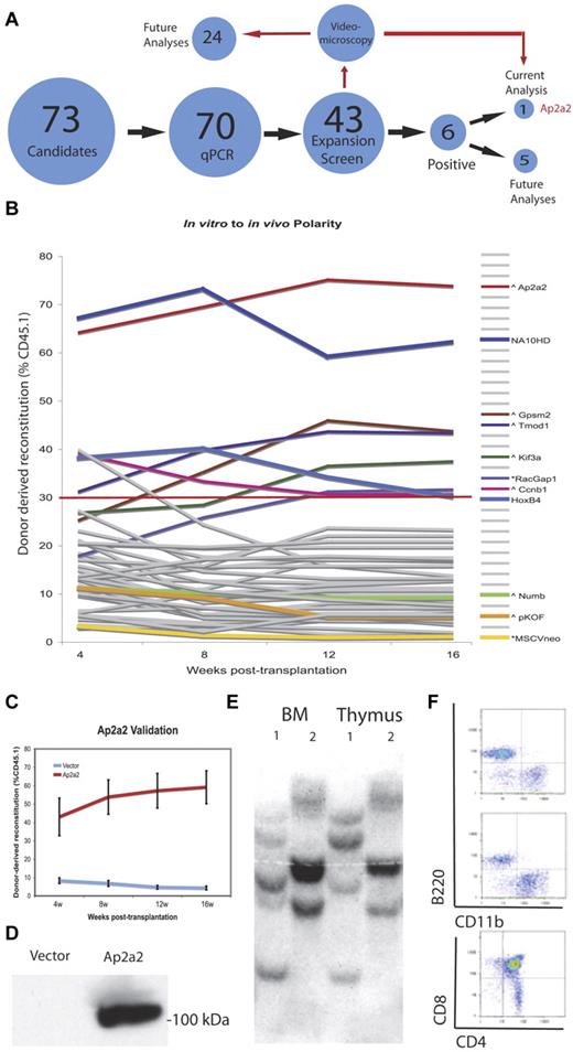Figure 2. Polarity screen to identify agonists of HSC expansion. (A) Schematic representation of the screening approach. (B) Summary of the HSC polarity genes in vitro to in vivo gain of function screen. Respective gene plasmids are labeled (∧ or *) in relation to respective vector backbones (see also supplemental Table 2). (C) Mean ± SEM of 3 validation experiments. (D) Protein expression of AP2A2 in transfected GP+E-86 cells. (E) Southern blot analysis on DNA extracted from BM (BM) and thymic tissues of 2 mice (mice 1 and 2), and hybridized with a green fluorescent protein–specific probe. (F) Flow cytometry from an Ap2a2-transduced recipient mouse sorted on donor CD45.1 cells.
