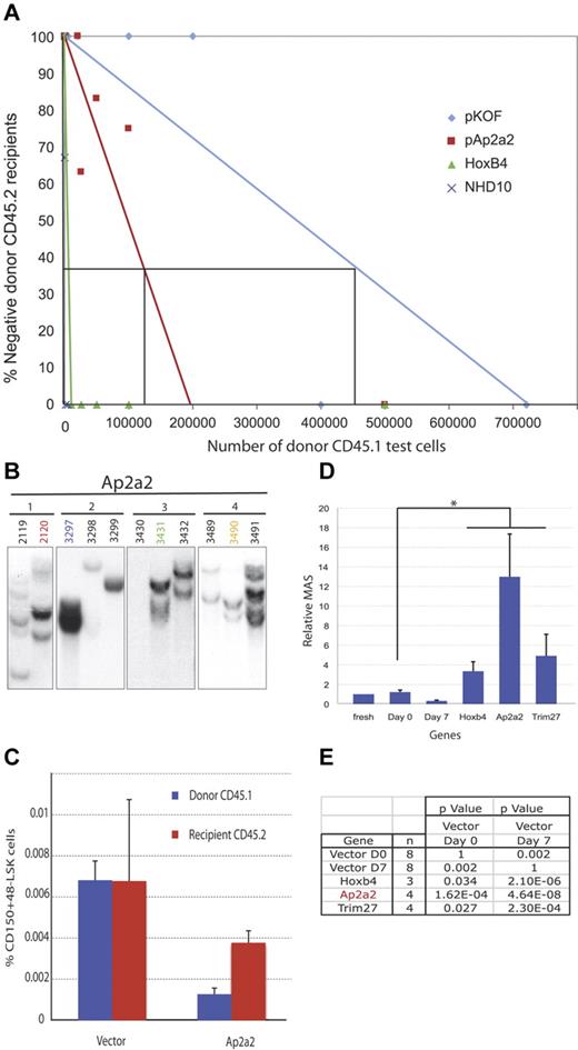 Figure 3. Analyses of Ap2a2-transduced HSCs In vitro. Cells used for panels A through E are CD150+48−Lin−. (A) CRU assay in primary recipients with respective transduced cells. (B) Southern blots with GFP-specific probe on BM of 11 recipient mice (2119-3491) from 4 independent culture wells of Ap2a2-transduced HSCs (1-4). (C) Donor-derived compared with competitor, recipient-derived CD150+48−LSK LT-HSCs in BM from primary recipients analyzed at 20 weeks after transplantation with vector- and Ap2a2-transduced HSCs. (D) MAS for transplanted Ap2a2-transduced HSCs as calculated from data in Figure 2B and C. Because these Ap2a2-transduced assays were performed in conjunction with our previous overexpression screen,20 in which the control CRU was known for freshly purified CD150+48−Lin− HSCs, the published data for fresh cells, days 0 and 7 grafts, and positive grafts for Hoxb4- and Trim27-transduced cells are used as valid negative controls and positive comparators, respectively. The MAS for Ap2a2 (*) is statistically significantly higher (see value in panel E), compared with day 0 and 7 controls. (E) P value for Ap2a2-transduced HSCs derived from MAS data in panel D compared with published control vectors (day 0 or 7) and the most potent HSC activators from our initial screen.20