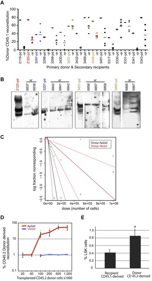 Figure 4. Self-renewal of Ap2a2-transduced HSCs in vivo. (A) Analyses of secondary transplantation recipients. Donor CD45.1 reconstitution in numbered primary donor (pd) mice and transplanted secondary recipient (sr) mice. Horizontal bar shows the mean level of reconstitution for each (sr) group. (B) In vivo clonal analyses of self-renewal. Southern blots with GFP-specific probe on BM from 1 (pd) mouse from each Ap2a2-transduced well (1-4 in Figure 3B) and their respective (sr) mice (as numbered and indicated by respective color codes). (C) CRU assay in secondary recipients. From 3 further independent in vitro to in vivo assays with vector-transduced and Ap2a2-transduced CD45.2 donor CD150+48−Lin− HSCs transplanted into CD45.1 recipients: 1 representative primary CD45.1 recipient mouse from each assay was taken at 20 weeks after transplantation (supplemental Figure 1A). From these 3 vector-transduced and 3 Ap2a2-transduced primary recipient mice, BM cells were flow sorted for donor CD45.2 cells. Equivalent limiting donor cell numbers, together with 200 000 CD45.1 competitor BM cells, were transplanted into sublethally irradiated secondary CD45.1 recipients for assessment of donor reconstitution. Analyses were done 16 weeks after secondary transplantation via WEHI bioinformatics ELDA software (http://bioinf.wehi.edu.au/software/elda/). (D) Quantification of CD45.2 donor reconstitution in secondary recipients with respective transduced-HSCs from CRUs in panel C. Significance for recipients transplanted with, respectively, 100 000, 200 000, and 500 000 Ap2a2- compared with vector-transduced cells are P = .02, P = .03, and P = .01 (*). (E) Donor-derived compared with recipient-derived LSK cells in BM from secondary recipients analyzed at 20 weeks after transplantation. Given the minimal CD45.2 donor repopulation in vector-transduced recipient mice (D), the 2 vector-transduced mice together with the competitor CD45.1 subpopulations from the Ap2a2-transduced recipients were assessed together as the competitor CD45.1 population and compared with the Ap2a2-transduced CD45.2 donor populations for respective LSK%. *P = .02.