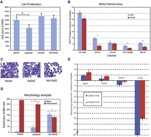 Figure 5. Qualitative effects of Ap2a2-transduced HSCs. (A) Cell proliferation counts of respective green fluorescent protein–positive (GFP+) transduced cells. *P = .03. Values presented are means ± SEM from independent experiments for pKOF (n = 3), pAp2a2 (n = 4), HoxB4 (n = 4), and NA10HD (n = 2). (B) Methylcellulose assays for in vitro proliferation and differentiation. Values presented are means ± SEM number of GFP positive colonies from 3 independent experiments. Statistical significance between vector and Ap2a2 for CFU-G, *P < .001; CFU-GEMM, *P = .02; and BFU-E, *P = .002. (C) Cytospin morphology of respective GFP+-transduced cells. Asterisks indicate clusters of undifferentiated blasts. (D) Means ± SEM from 300 cell differential counts with respective GFP+-transduced cells from independent experiments for vector (n = 5), pAp2a2 (n = 5), and NA10HD (n = 2). Statistical significance between vector and Ap2a2 was P = .002 and for NA10HD, *P ≤ .0001). (E) Quantitative RT-PCR expressed as G0:cycling ratio (mean ± SEM) from LT-HSC (CD49b−RholowLSK) and IT-HSC (CD49b+RholowLSK) populations paired for G0-quiescent and cycling from 7 independent sorts. Both Ccnb1 (Cyclin B1) as part of the cell-cycle network6 and Gpsm2, which is involved in active mitotic spindle orientation,8–10 serve as effective internal controls given their (expected) relative higher expression during cycling (see also supplemental Figure 2C).