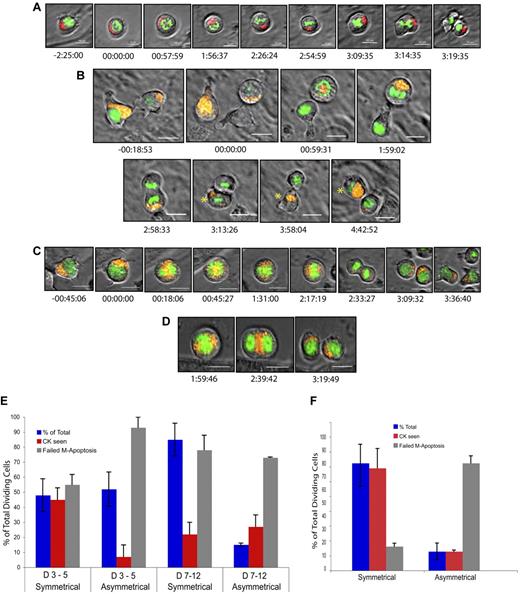 Figure 7. Asymmetric and symmetric AP2A2 during mitosis. Still frames from live-cell videomicroscopy. All cells, adult CD150+48−LSK: DNA (Fitc-green); AP2A2 (Cherry-red/orange). All time points referenced to onset of mitosis (time, 00:00:00 as hours:minutes:seconds). The mean total mitosis times for an ACD was 3:04:17 (n = 6 visualized mitotic cells) and for SCD was 2:56:04 (n = 32 visualized mitotic cells). Differences were not statistically significant. (A) Hematopoietic cell showing AP2A2 asymmetric clustering during and after cell division into daughter cells. (B) Hematopoietic cell (right) with AP2A2-polarized clustering and asymmetric segregation into only one daughter cell (asterisk). Other daughter cell (no asterisk) reexpressed small vesicles of AP2A2 from time 3:58:04 onward (see also supplemental Videos 1-3). (C) HSC with diffuse, symmetric Ap2a2 distribution during and after mitosis with both daughter cells acquiring Ap2a2. (D) HSC with AP2A2 symmetric in division. Telophase midbody concentration is seen at time 2:39:42 (see also supplemental Videos 4-5). Videos were acquired with a DeltaVision video microscope fitted with a 37°C environmental chamber (Applied Precision) using Olympus 60×/1.42 numerical aperture oil-immersion lens and a Photometric CoolSnap HQ2 camera. Video analyses and still frames were performed with softWoRxExplorer Version 2.0 software (Applied Precision). All scale bars indicate 10 μm. (E-F) Influence of different feeder layers (external environment) on AP2A2 localization during mitosis. The terms symmetric and asymmetric were as defined in Figure 6E and I and C and F, respectively. D3-5 and D7-12 refer to days after CD150+48−KLS cell transduction with Ap2a2. NIH 3T3 (ie, GP+E-86) and OP9 are respective feeder layers. CK refers to cytokinesis seen (ie, a successful mitotic division). Failed M (mitosis)–apoptosis was defined as cells seen to be in mitosis for longer than 4 hours, because these cells would eventually abort mitosis to reenter interphase or undergo apoptosis. Analyses based on accumulated total number of dividing cells seen in each time period. (E) D3-5 with NIH 3T3 layer, total cells = 162 from 3 independent experiments; D7-12 with NIH 3T3 layer, total cells = 128 from 2 independent experiments. (F) D3-5 with OP9 layer, total cells = 147 from 2 independent experiments. All values presented are means ± SEM of respective experiment groups.