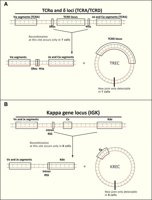 Rearrangements associated with antigen receptors occur only in T and B cells, and can be used to determine whether lymphocyte development has occurred. (A) Deletion of δ T-cell receptor genes results in a TREC, found only in T cells. (B) Deletion of κ constant region results in a KREC, found only in B cells.
